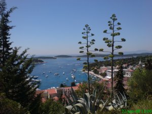 hvar