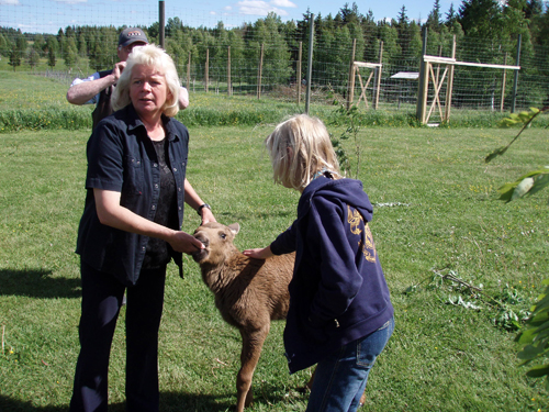 Hos älgkalvarna på Älgens hus i Bjurholm
