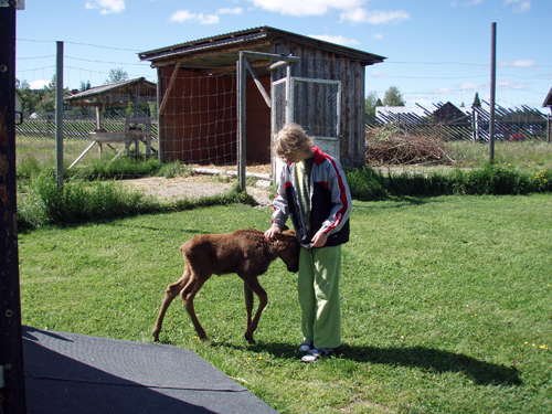 Hos älgkalvarna på Älgens hus i Bjurholm