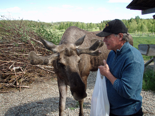 Vuxen älg på Älgens hus i Bjurholm