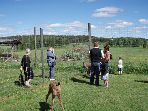 Utsikt från Älgens hus i Bjurholm